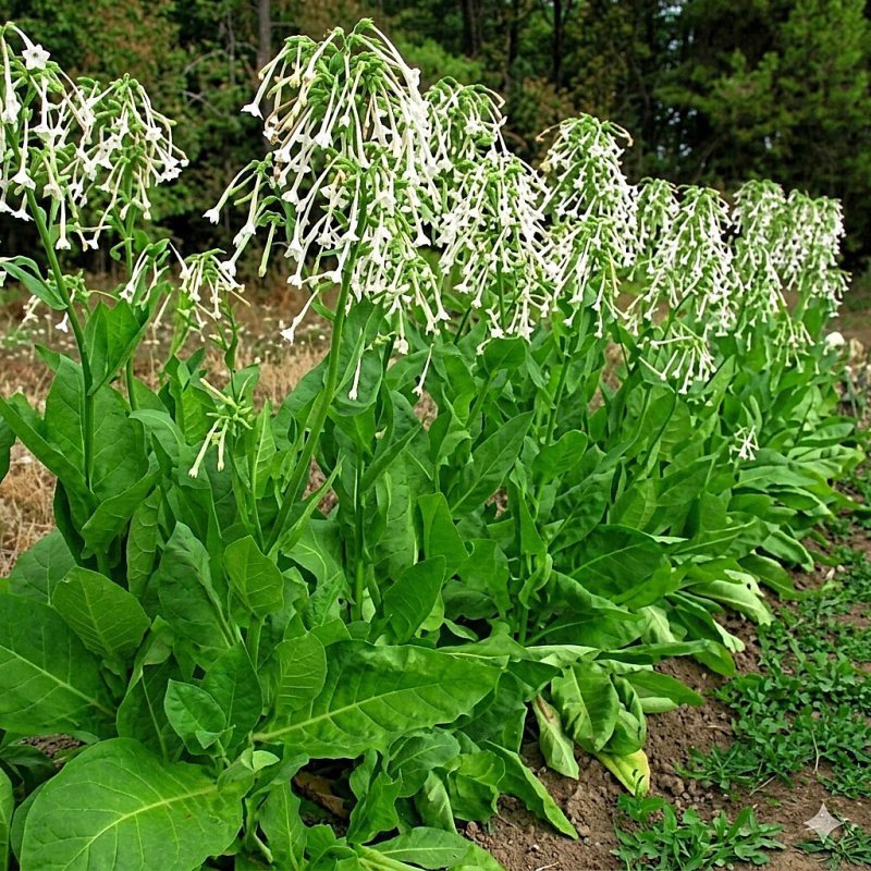 Argentinean Sylvestris