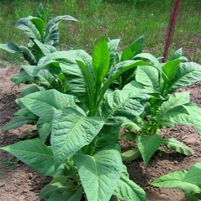 Banana Leaf — seed pack