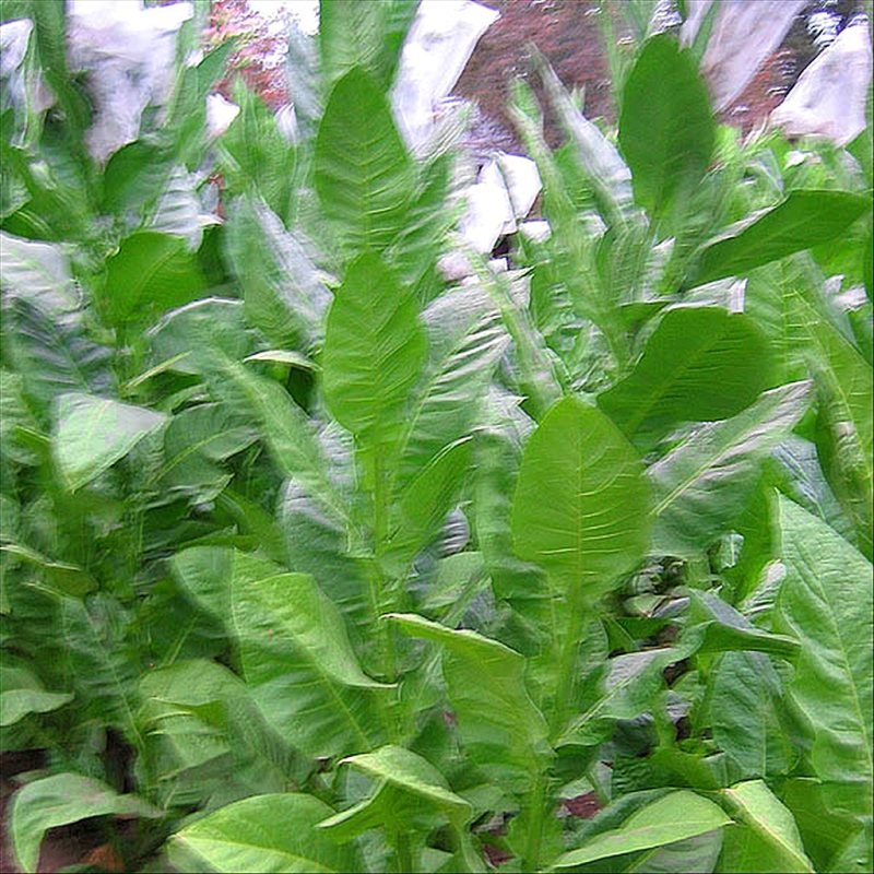 Corojo 99 Cigar #3 — seed pack