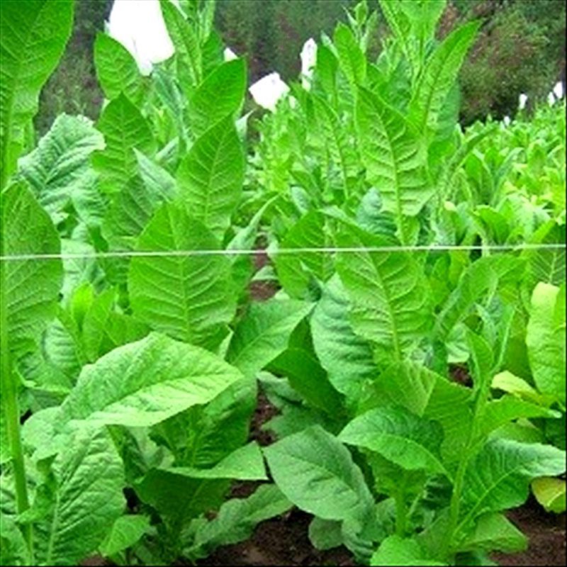 Cuban Criollo 98 Cigar #5 — seed pack