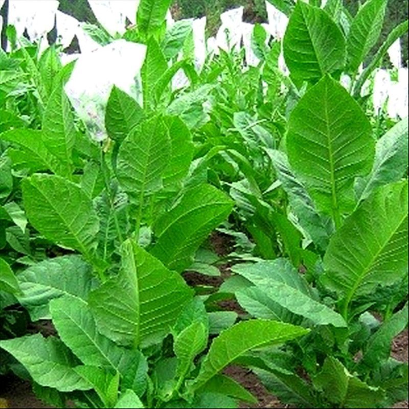 Cuban Habano 2000 — seed pack