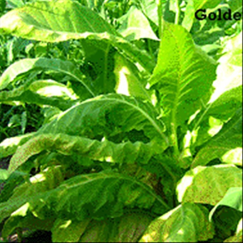 Golden Burley — seed pack