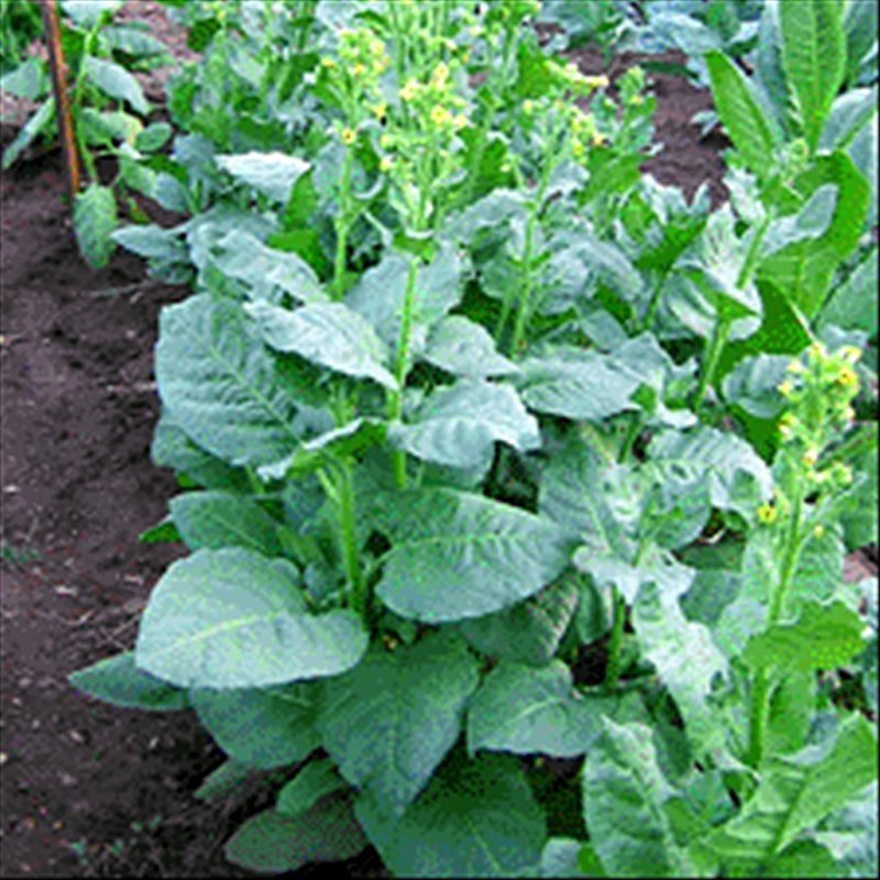 Isleto Puablo — seed pack