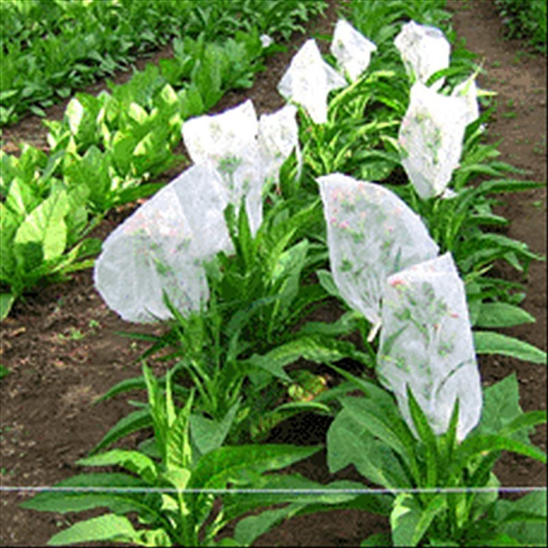 Little Dutch — seed pack