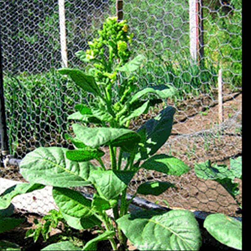 Mohawk Rustica — seed pack