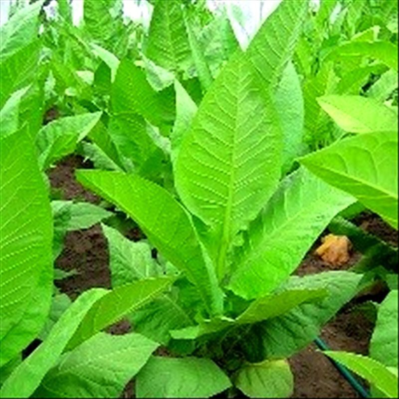 Monte Calme Yellow — seed pack