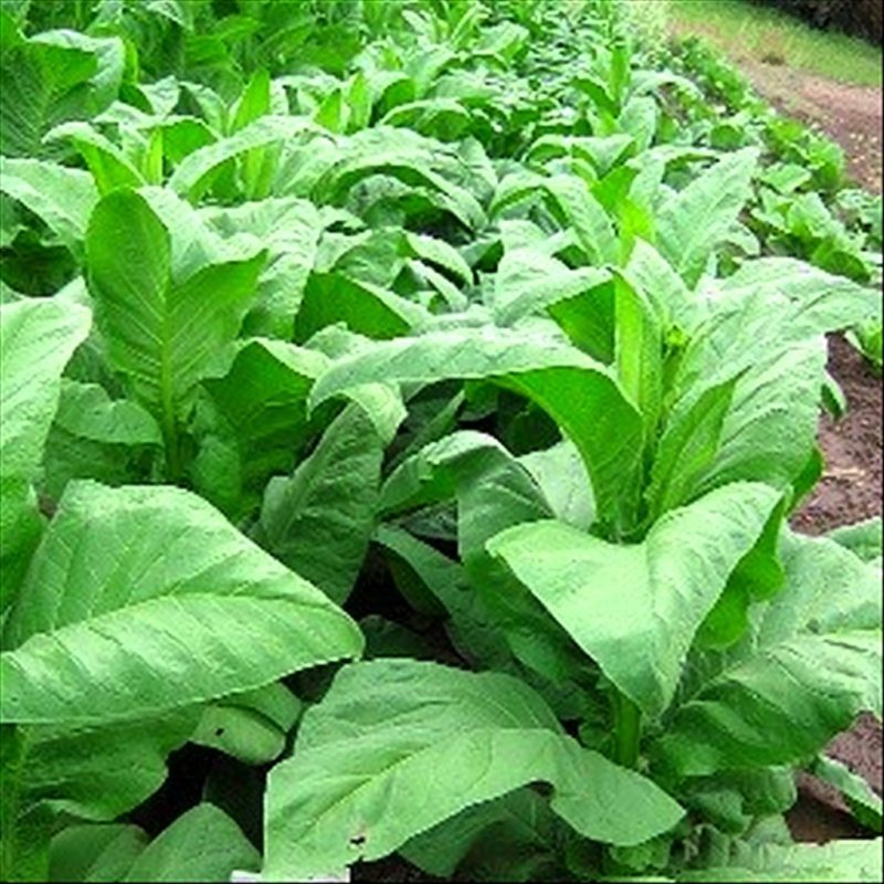 Narrow Madole — seed pack