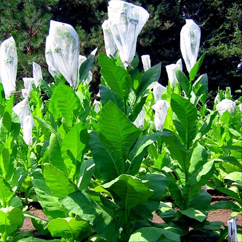 Nostrano del Brenta — seed pack