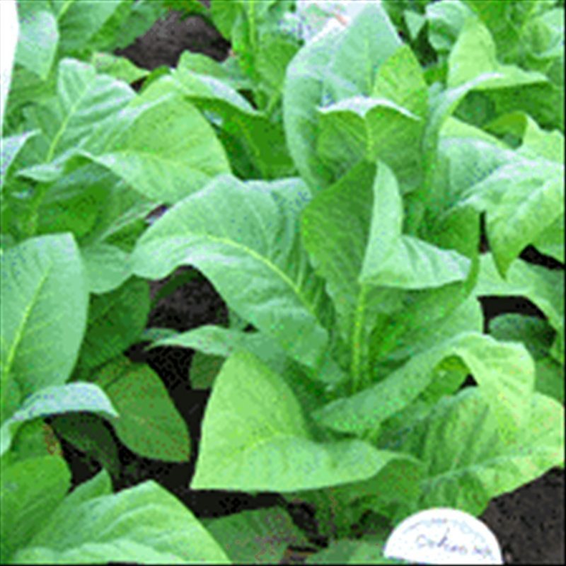 Oxford 207 — seed pack