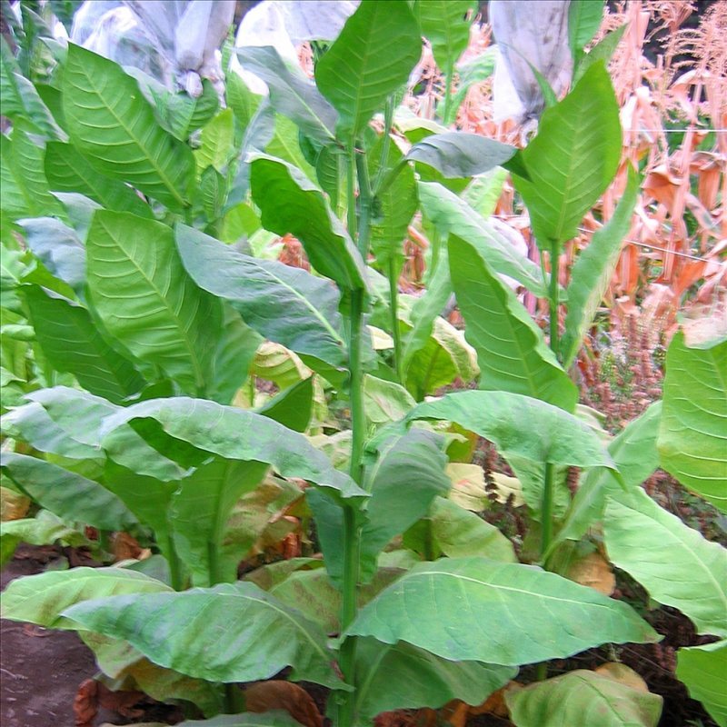 Piloto Cubano Cigar #2 — seed pack