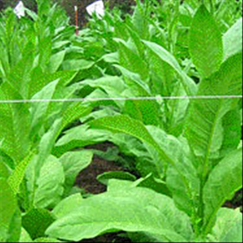 Shirey — seed pack