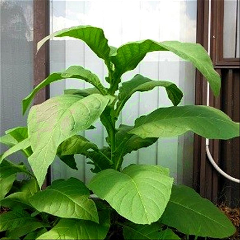 Silk Leaf — seed pack