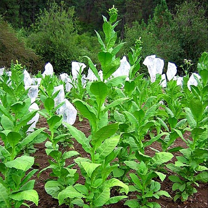 Turkish Basma — seed pack