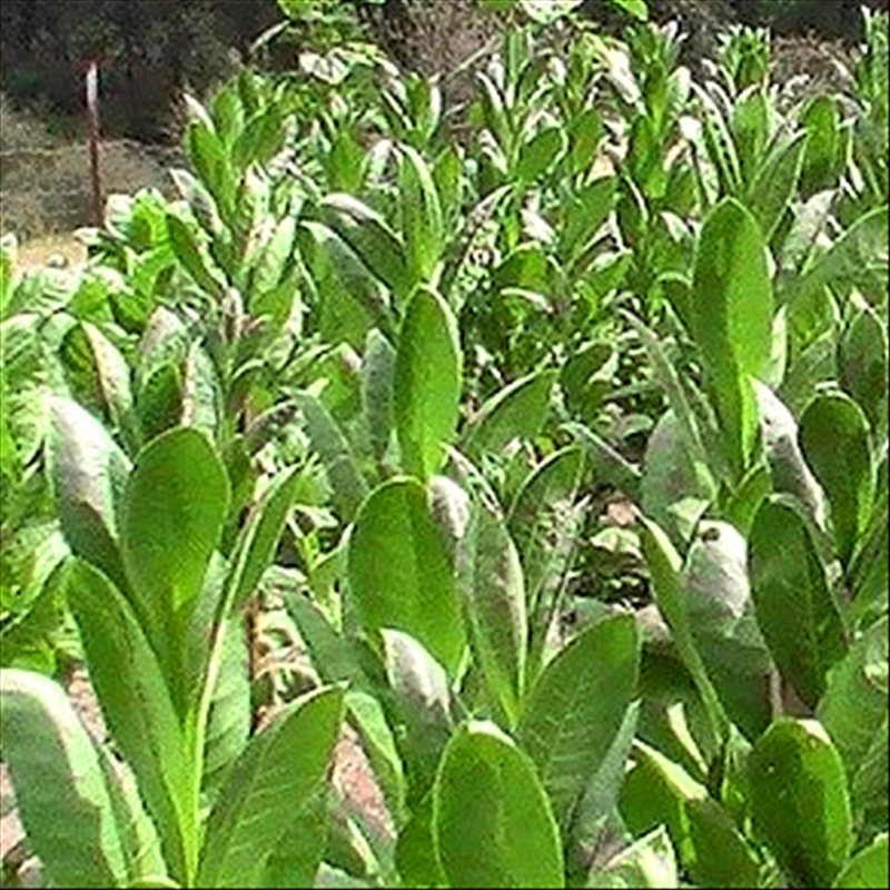 Turkish Izmir — seed pack