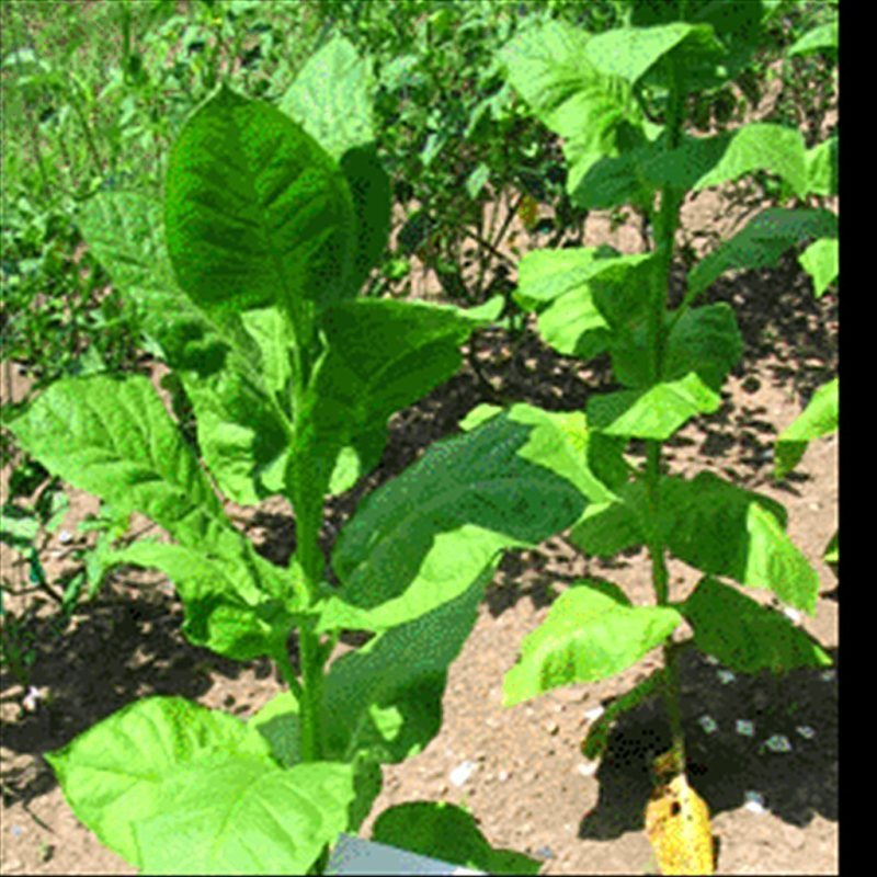 Turkish Samsun — seed pack