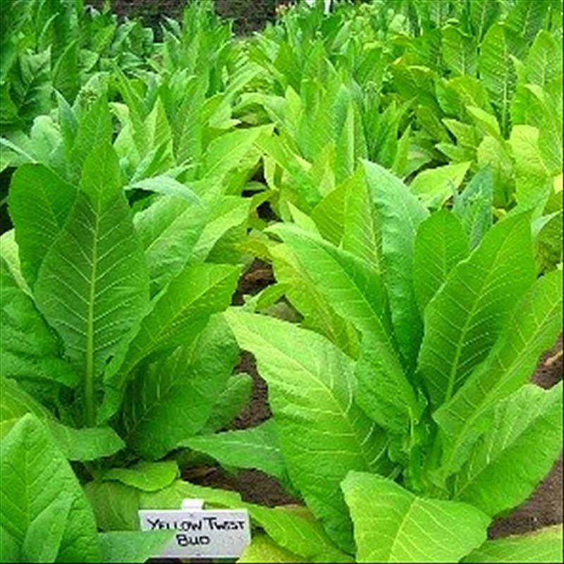 Yellow Twist Bud — seed pack