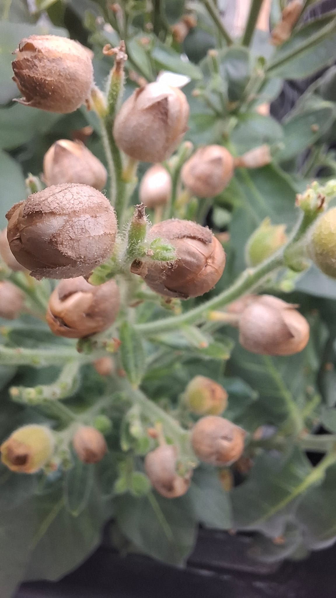 Mature tobacco seed pods